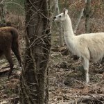 Tiere in der Umgebung / Animals in the surroundings